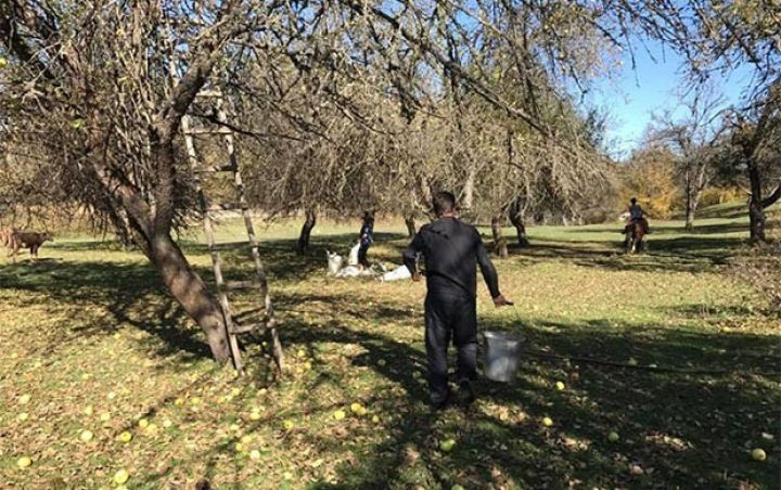 Kilosunu 5 qəpiyə satırlar 