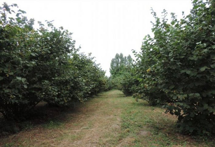 Fındıq bağlarının sahəsi 55 min hektarı keçdi