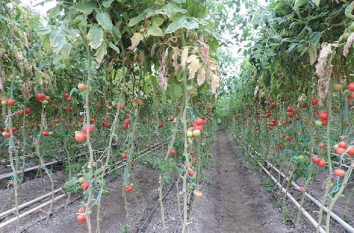 "Bu il istehsalı 1000 tona çatdırmağı nəzərdə tuturuq"