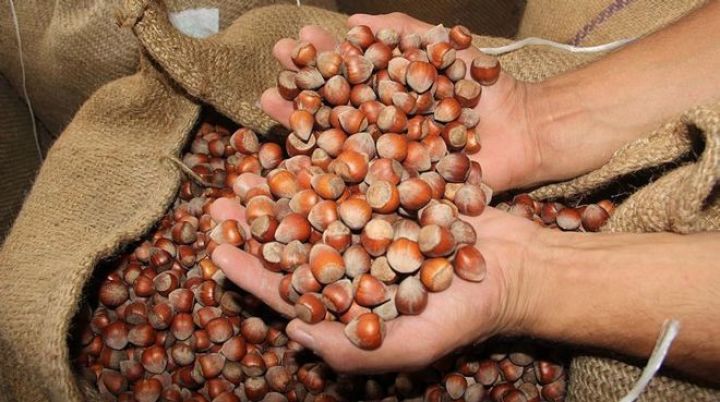 Fındıq ixracatından 1 milyard 604 milyon dollar gəlir əldə edib