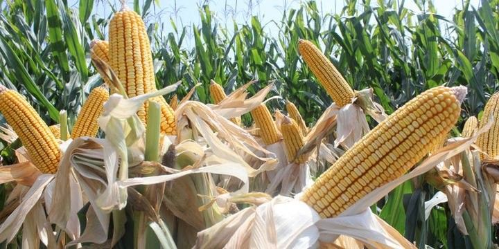 Qarğıdalının qiyməti 5 ilin ən yüksək səviyyəsini görüb