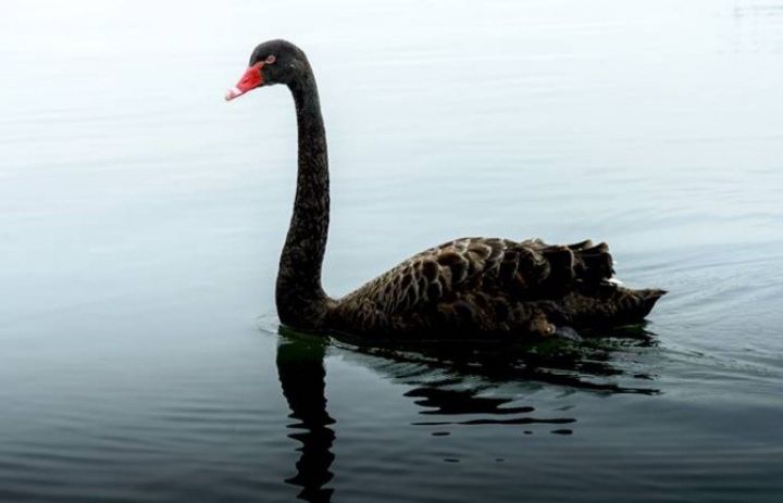 Qlobal bazarlarda "qara qu quşu" riski