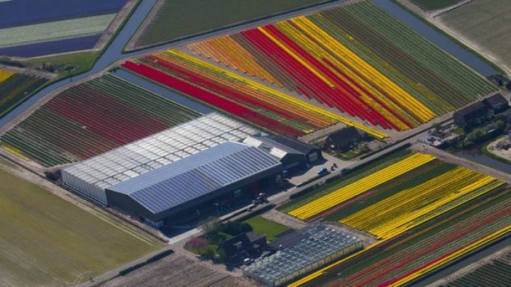 Hollandiyanın əkinçilik məhsulları ixracı 116 milyard dolları aşaraq rekord qırdı