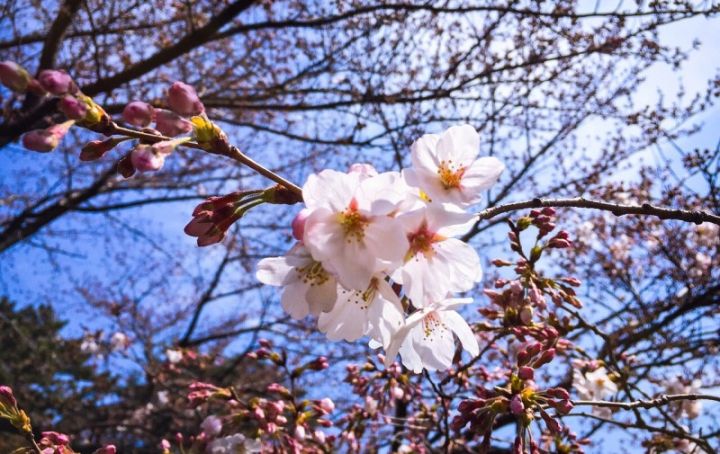 Yaxın günlərdə müşahidə olunacaq hava şəraiti açıqlanıb