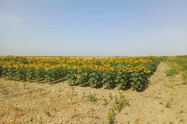 Azərbaycandakı neft emalı zavodlarının bioyanacaq emalı zavodlarına çevrilməsi imkanları araşdırılır