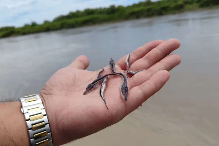 Neftçalada Xəzər dənizinə 400 min ədəd nərə cinsli balıq körpəsi buraxılıb