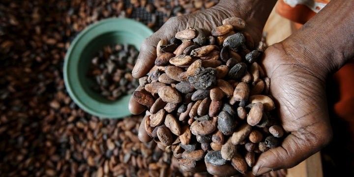 Kakaoda virus həyəcanı - BÖHRAN YAŞANA BİLƏR