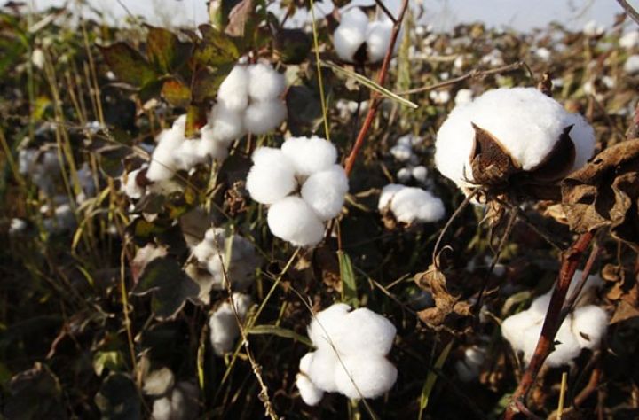 Pambıq tədarükünə dair operativ məlumat