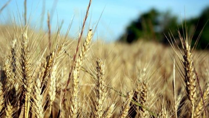 Dünyada ərzaq qiymətləri 10 ilin ən yüksək səviyyəsində qalmaqdadır