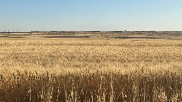 Məhsul keyfiyyəti hesabatı buğdanın bahalaşmasına səbəb oldu