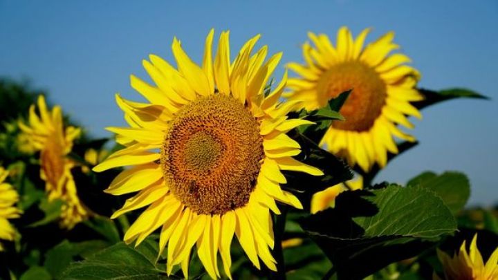 Rusiya günəbaxan yağı ixracına kvota tətbiq edəcək