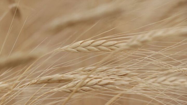 Rusiyada baş verən böhran buğdanın qiymətini bahalaşdırıb